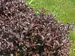Weigela Midnight Wine Shine