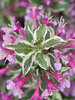 Weigela My Monet Purple Effect