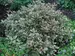 Weigela My Monet Purple Effect
