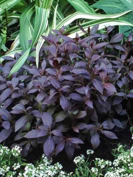 Woodland Phlox Blue Moon Here S One Of My Hosta Gardens It S On