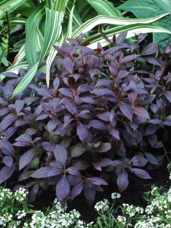 Weigela Midnight Wine