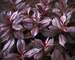 Weigela Midnight Wine