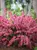 Weigela Sonic Bloom Pink 