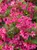 Weigela Sonic Bloom Pink 