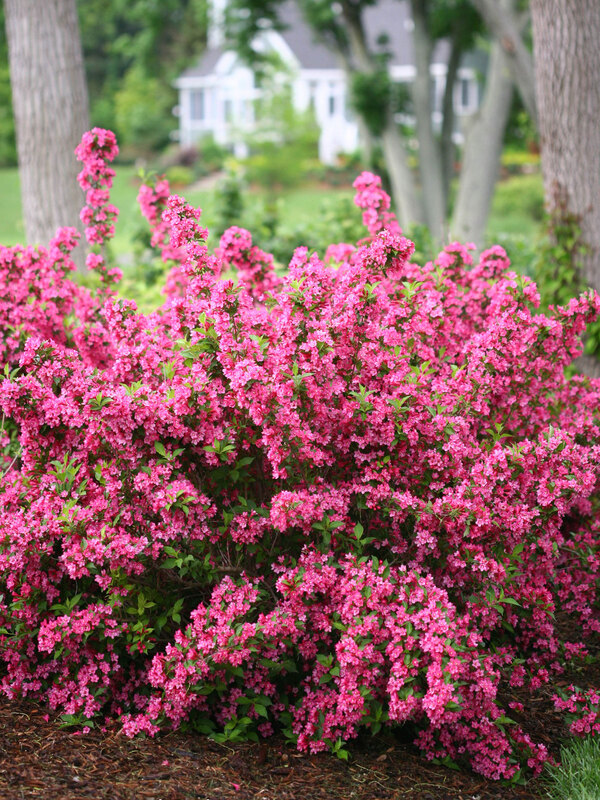 Weigela Sonic Bloom Pink 