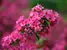 Weigela Sonic Bloom Pink 