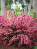 Weigela Sonic Bloom Pink 