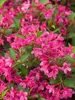 Weigela Sonic Bloom Pink 