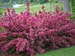 Weigela Sonic Bloom Pink 