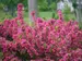 Weigela Sonic Bloom Pink 