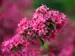 Weigela Sonic Bloom Pink 