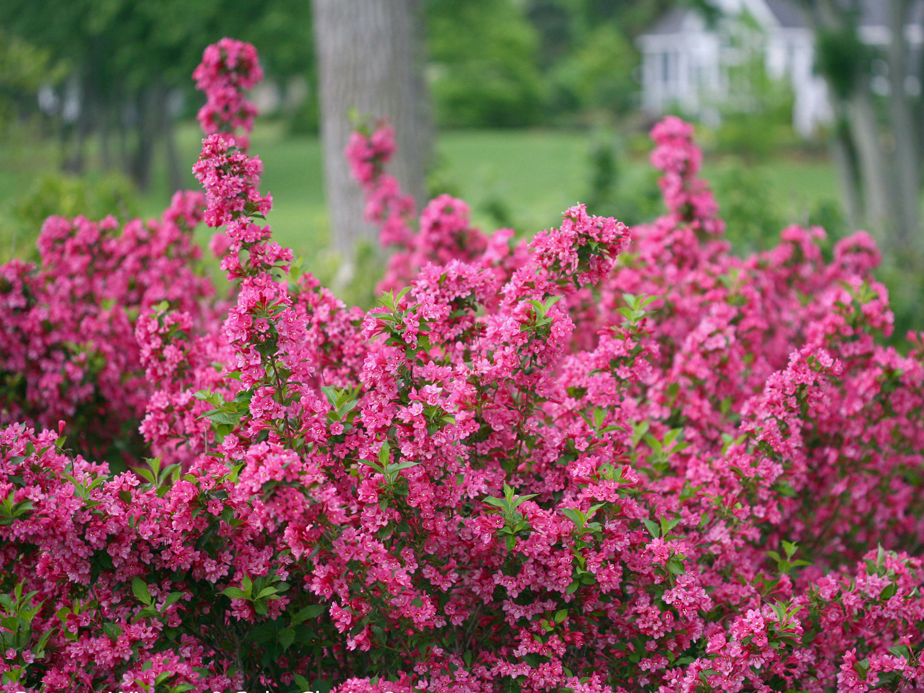 Weigela Sonic Bloom Pink | Bluestone Perennials