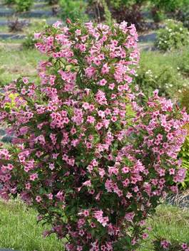 Weigela Sonic Bloom Pink Buy Weigela Shrubs Online