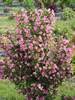 Weigela Sonic Bloom Pure Pink