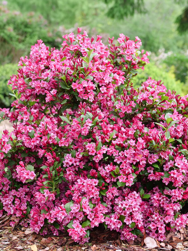 Weigela Sonic Bloom Punch 