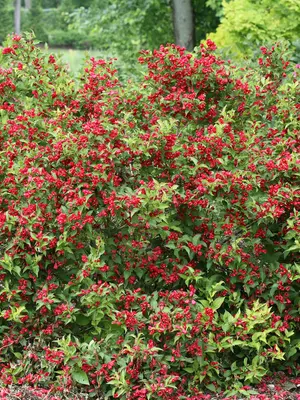 Link to Weigela Sonic Bloom&reg;  Red