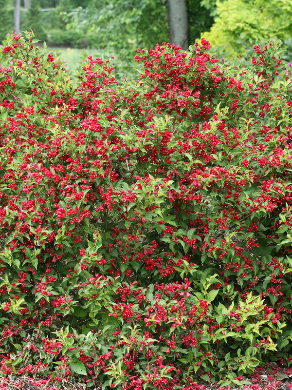Weigela florida Sonic Bloom Red	