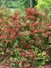 Weigela florida Sonic Bloom Red	