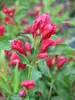 Weigela florida Sonic Bloom Red	