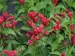 Weigela florida Sonic Bloom Red	