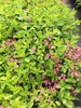 Weigela Snippet Lime