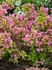 Weigela Snippet Lime