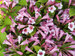 Weigela Snippet Lime