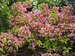 Weigela Snippet Lime