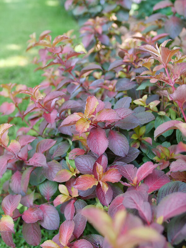 Weigela Midnight Sun 