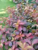 Weigela Midnight Sun 