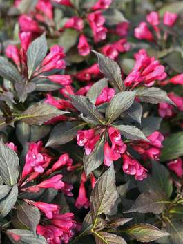 Weigela In Winter