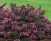Weigela Spilled Wine