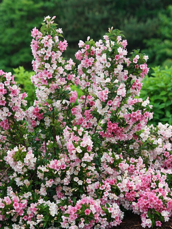 Weigela Czechmark Trilogy