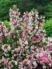 Weigela Czechmark Trilogy