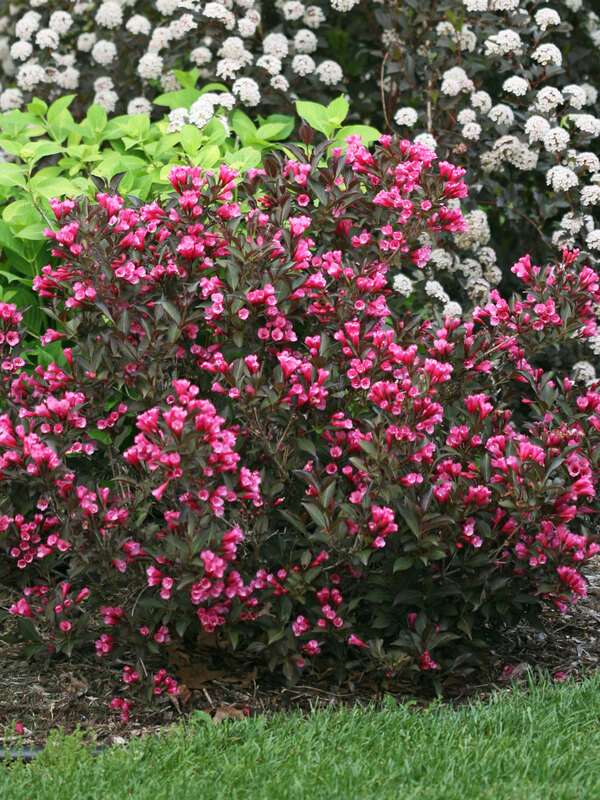 Weigela Wine & Roses