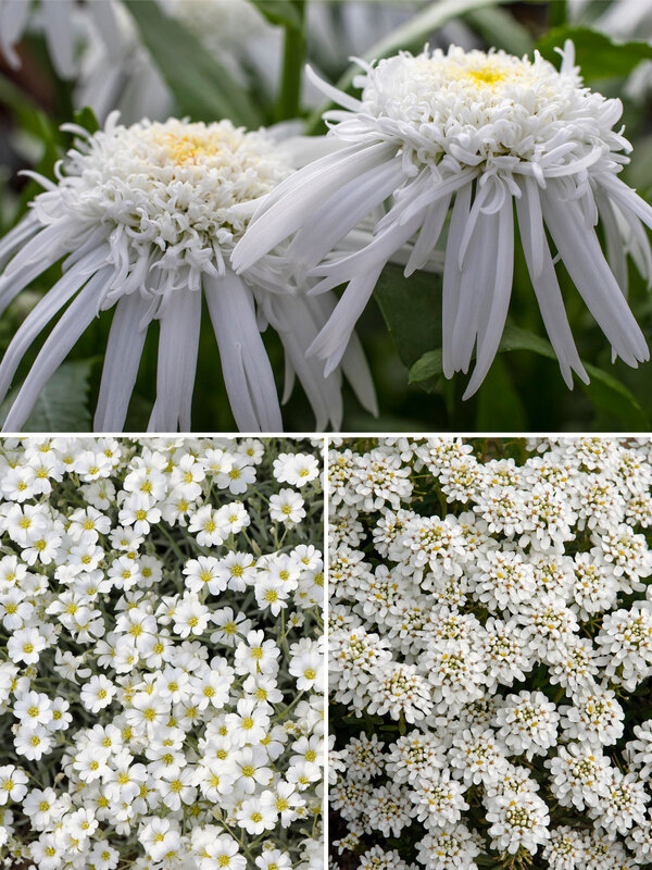 White Garden Collection
