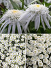 White Garden Collection