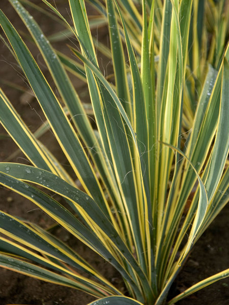 Product Viewer - Yucca Bright Edge