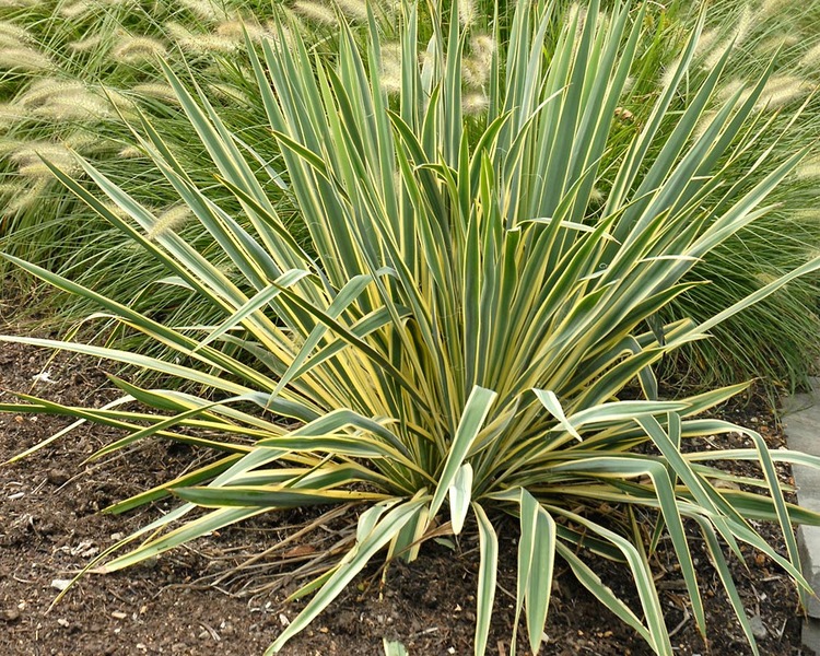 Product Viewer - Yucca Bright Edge