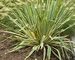 Yucca Bright-Edge